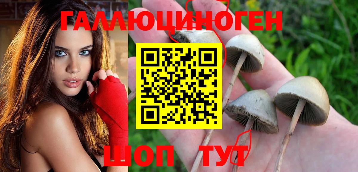 Псилоцибиновые грибы Cubensis  Пушкино 